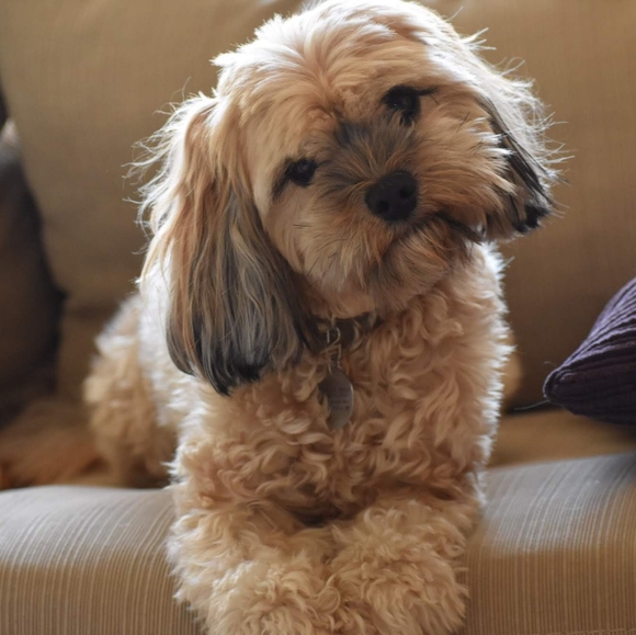 Meet your Posher, Sadie - Picture 3 of 4